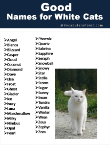 150+ Fluffy White Cat Names : Cute, Funny and Best - Vocabulary Point