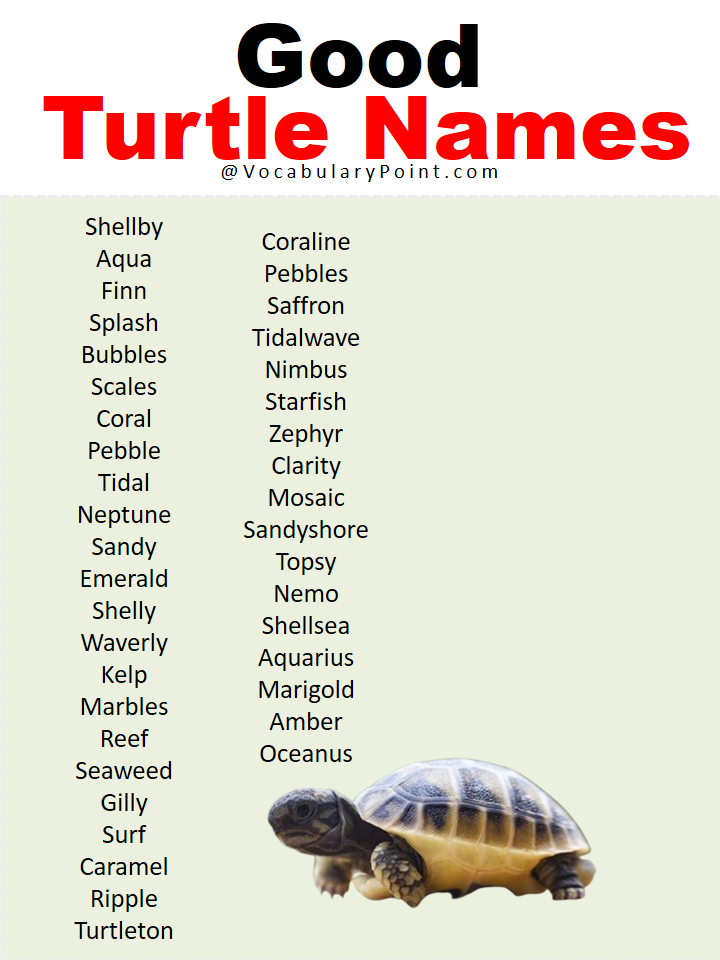 Good Turtle Names