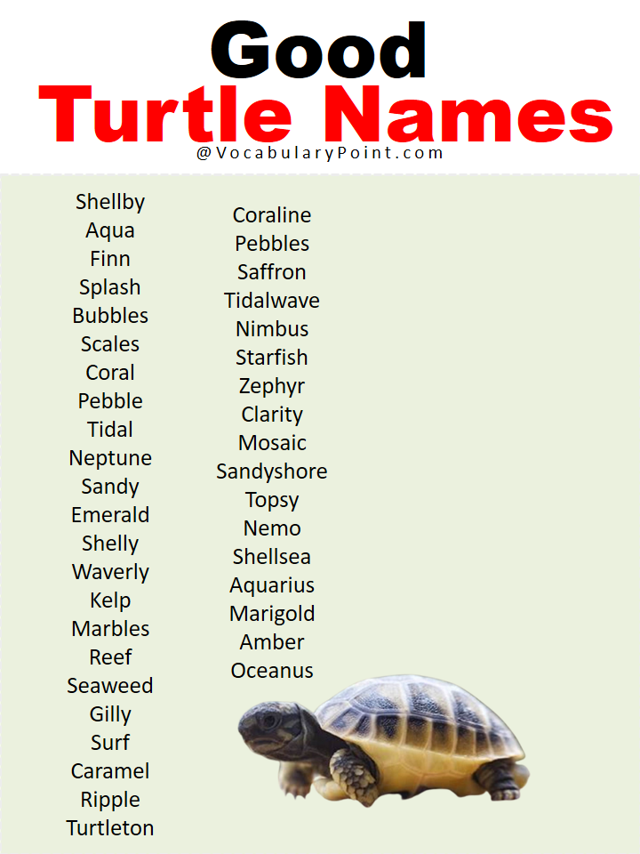 best-turtle-names-in-english-vocabulary-point