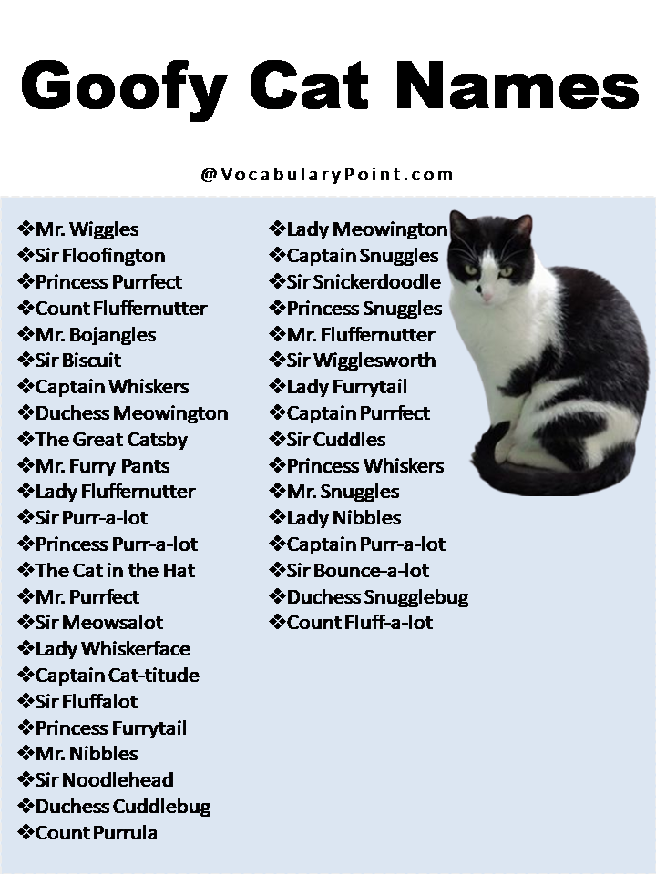 270 Funny And Cute Cat Names Vocabulary Point