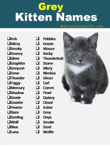 270+ Funny and Cute Names for Kittens 2024 - Vocabulary Point