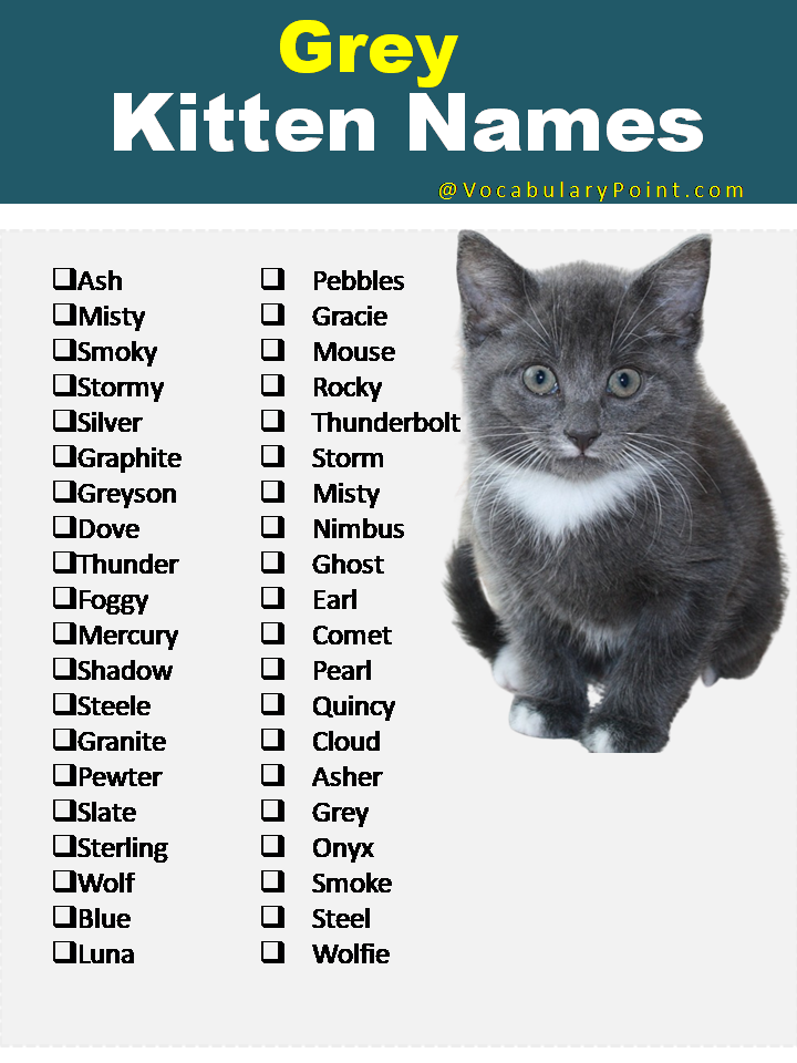 Grey Kitten Names