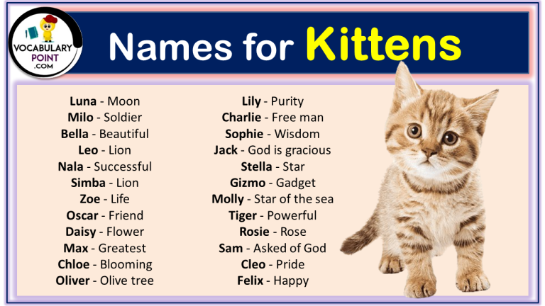 270+ Funny and Cute Names for Kittens 2024 - Vocabulary Point