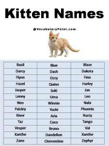 500+ Most Popular Cat Names in English - Vocabulary Point