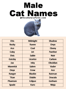 500+ Most Popular Cat Names in English - Vocabulary Point