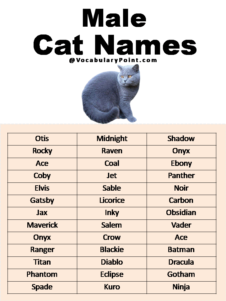 500+ Most Popular Cat Names in English - Vocabulary Point