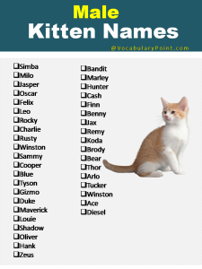 270+ Funny and Cute Names for Kittens 2024 - Vocabulary Point