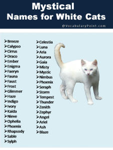 150+ Fluffy White Cat Names : Cute, Funny and Best - Vocabulary Point