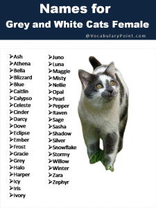 150+ Fluffy White Cat Names : Cute, Funny and Best - Vocabulary Point