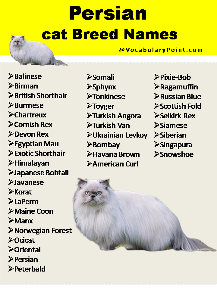 Persian cat Breed Names