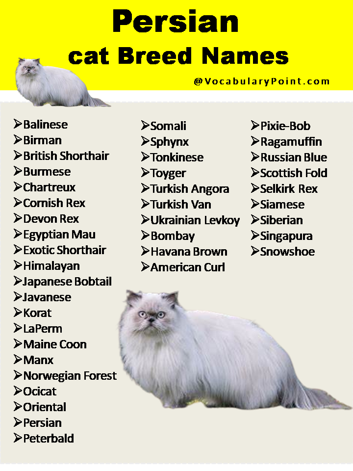 200-best-persian-cat-names-unique-male-female-vocabulary-point