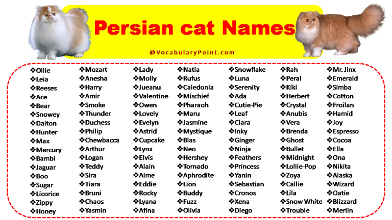 200+ Best Persian Cat Names (Unique, Male & Female) - Vocabulary Point