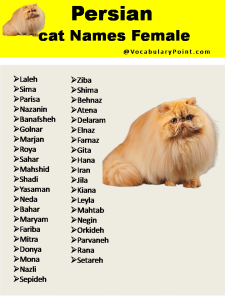 200+ Best Persian Cat Names (Unique, Male & Female) - Vocabulary Point