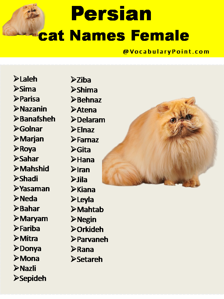 Persian cat Names Female