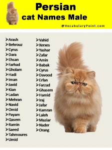 200+ Best Persian Cat Names (unique, Male & Female) - Vocabulary Point