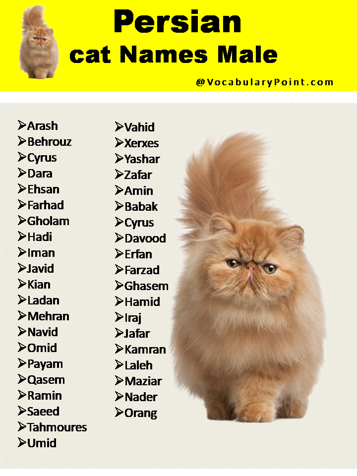 Persian cat Names Male