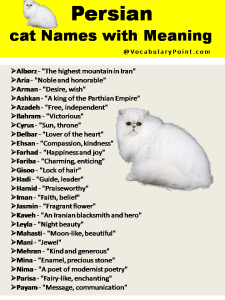 200+ Best Persian Cat Names (Unique, Male & Female) - Vocabulary Point