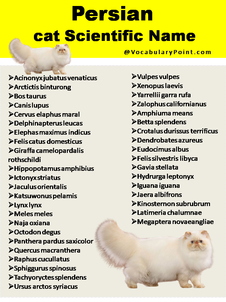 Persian cat Scientific Name