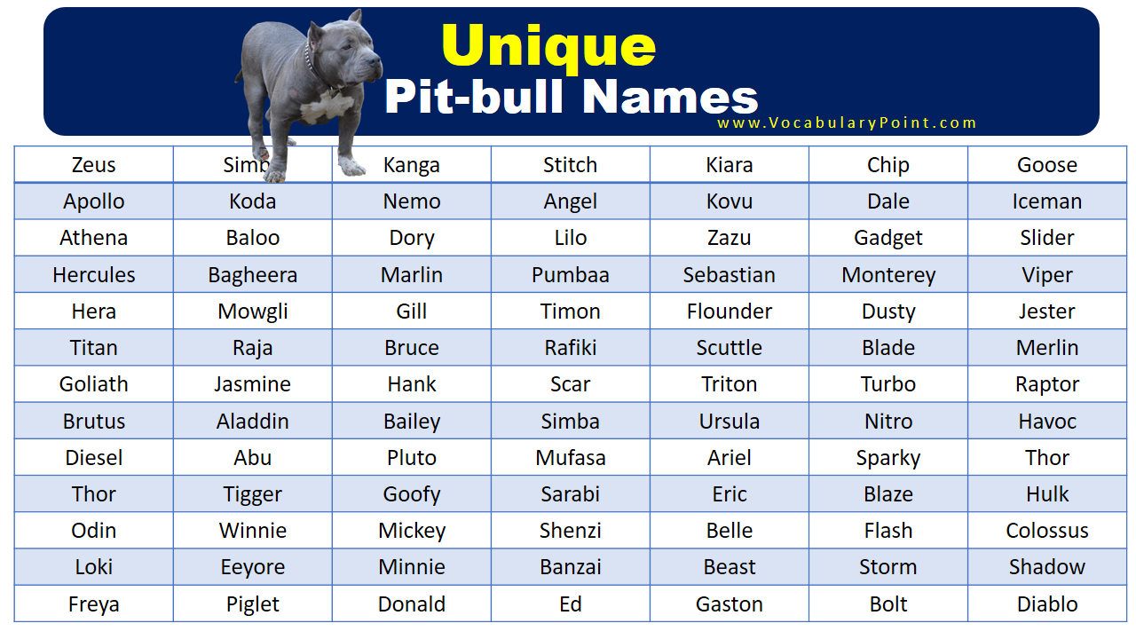 Best Unique Pitbull Names Vocabulary Point