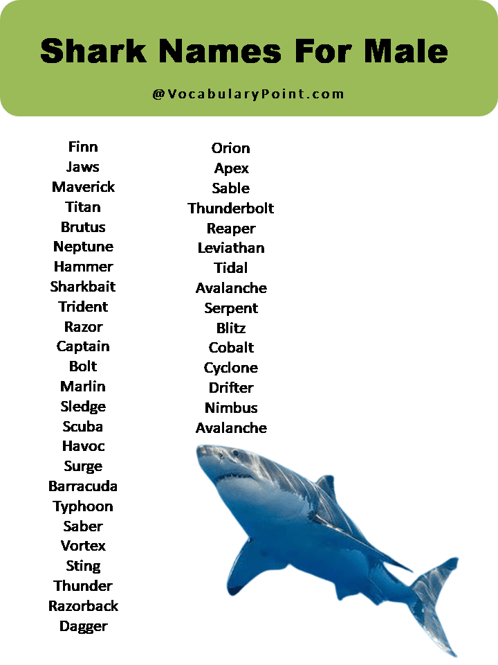 Shark Names For Male
