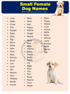 200+ Cutest Small Dog Names - Vocabulary Point