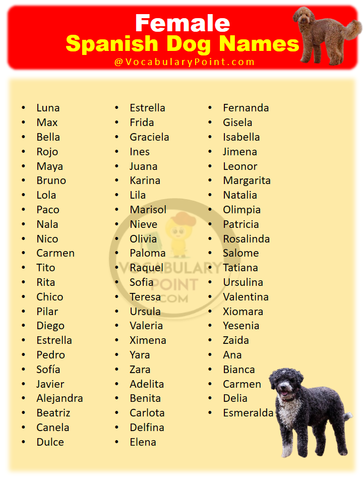 600 Best Spanish Dog Names Vocabulary Point