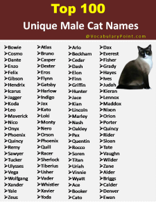 150+ Unique Cat Names in English (Black, Gray And Kitten) - Vocabulary ...