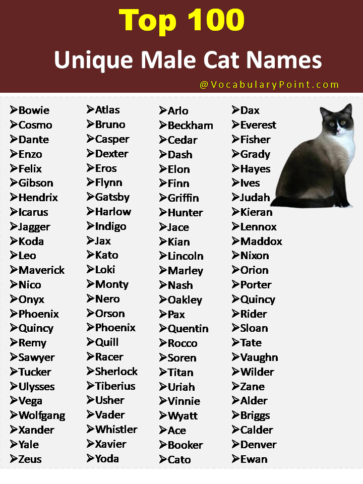 Top 100 Unique Male Cat Names