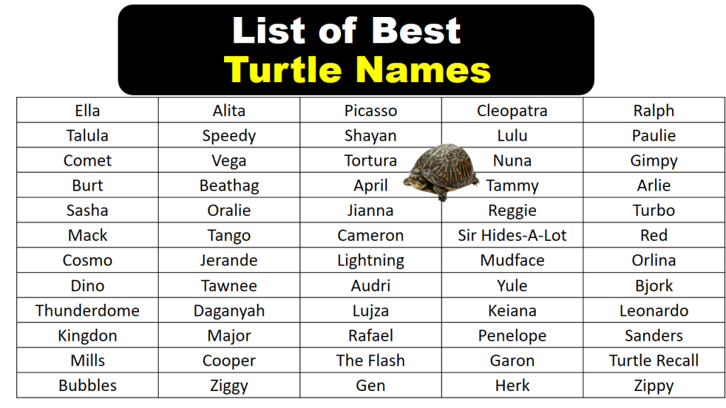 best-turtle-names-in-english-vocabulary-point