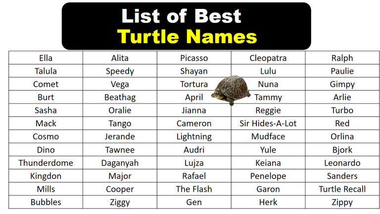Best Turtle Names In English Vocabulary Point best-turtle-names-in-english-vocabulary-point