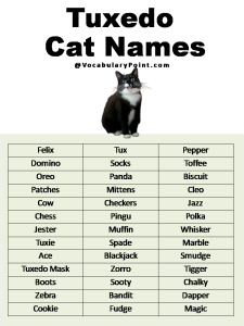 200+ Best Black Cat Names (Unique & Badass) - Vocabulary Point