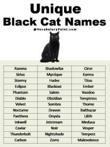 200+ Best Black Cat Names (Unique & Badass) - Vocabulary Point