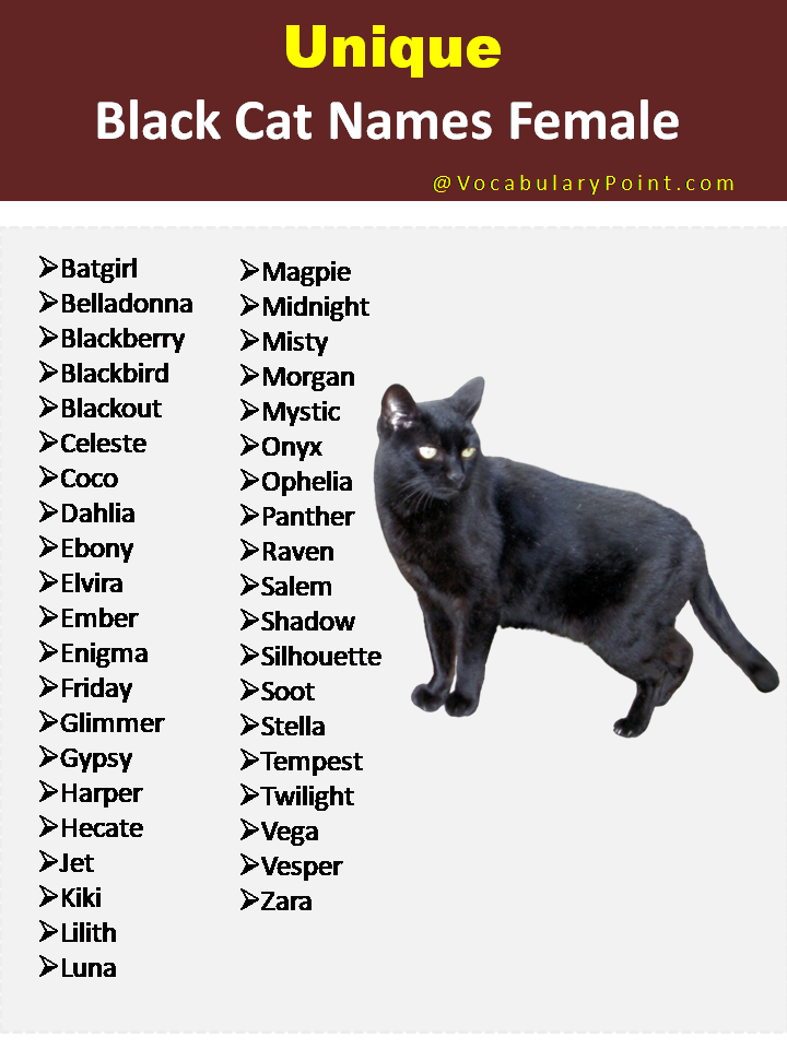 150 Unique Cat Names In English Black Gray And Kitten Vocabulary 