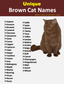 150+ Unique Cat Names In English (black, Gray And Kitten) - Vocabulary 