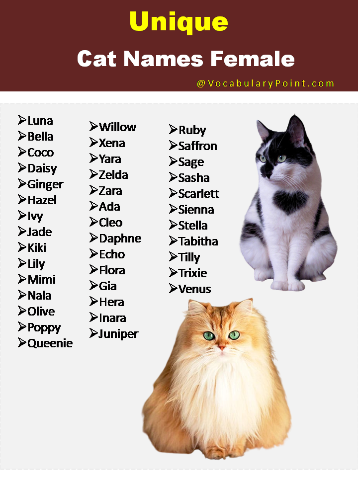 500-most-popular-cat-names-in-english-vocabulary-point