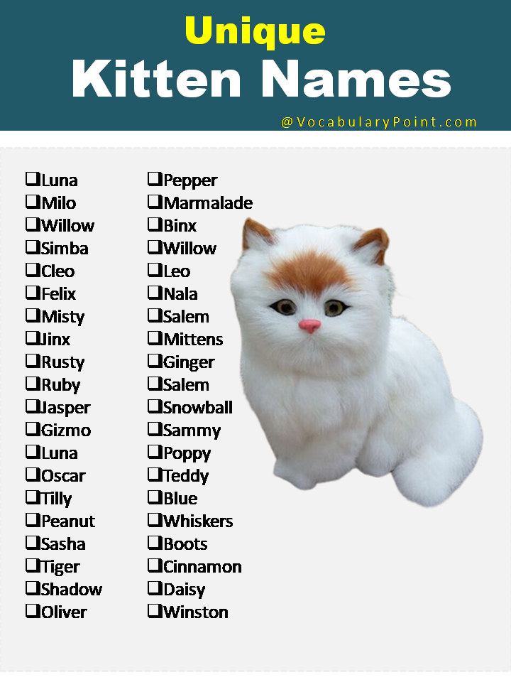 270 Funny And Cute Names For Kittens 2024 Vocabulary Point
