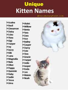 150+ Unique Cat Names in English (Black, Gray And Kitten) - Vocabulary ...