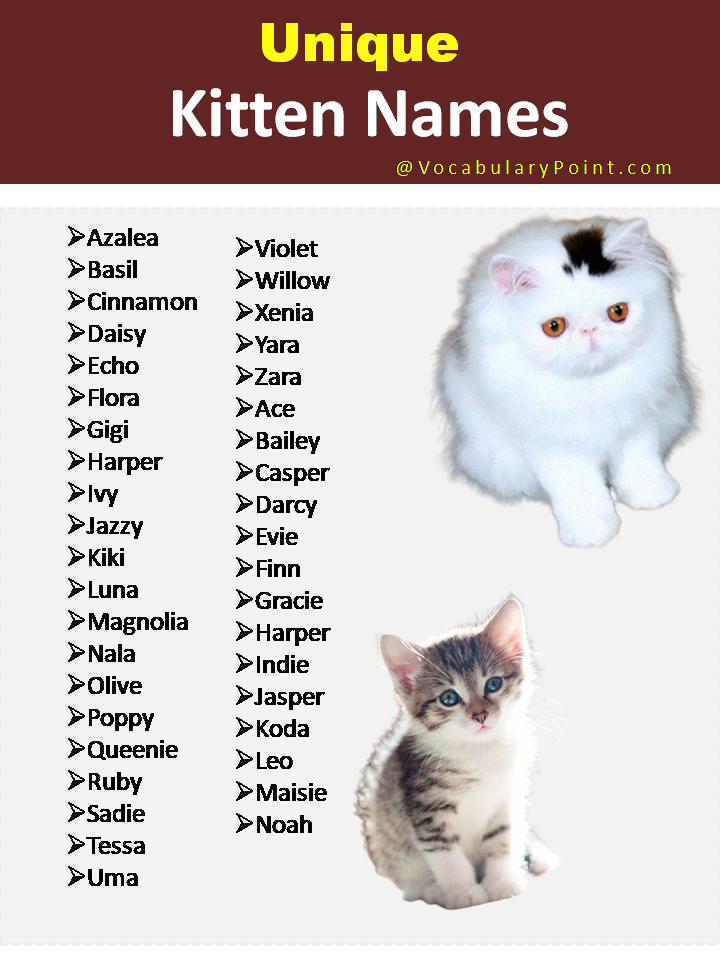 Unique Kitten Names