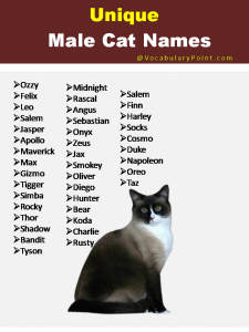 150+ Unique Cat Names in English (Black, Gray And Kitten) - Vocabulary ...