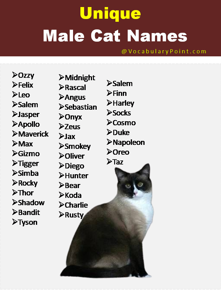 150 Unique Cat Names In English Black Gray And Kitten Vocabulary 