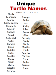 Best Turtle Names in English - Vocabulary Point