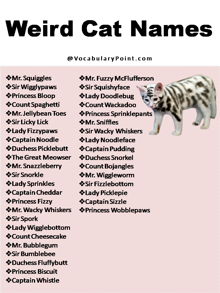 270-funny-and-cute-cat-names-vocabulary-point