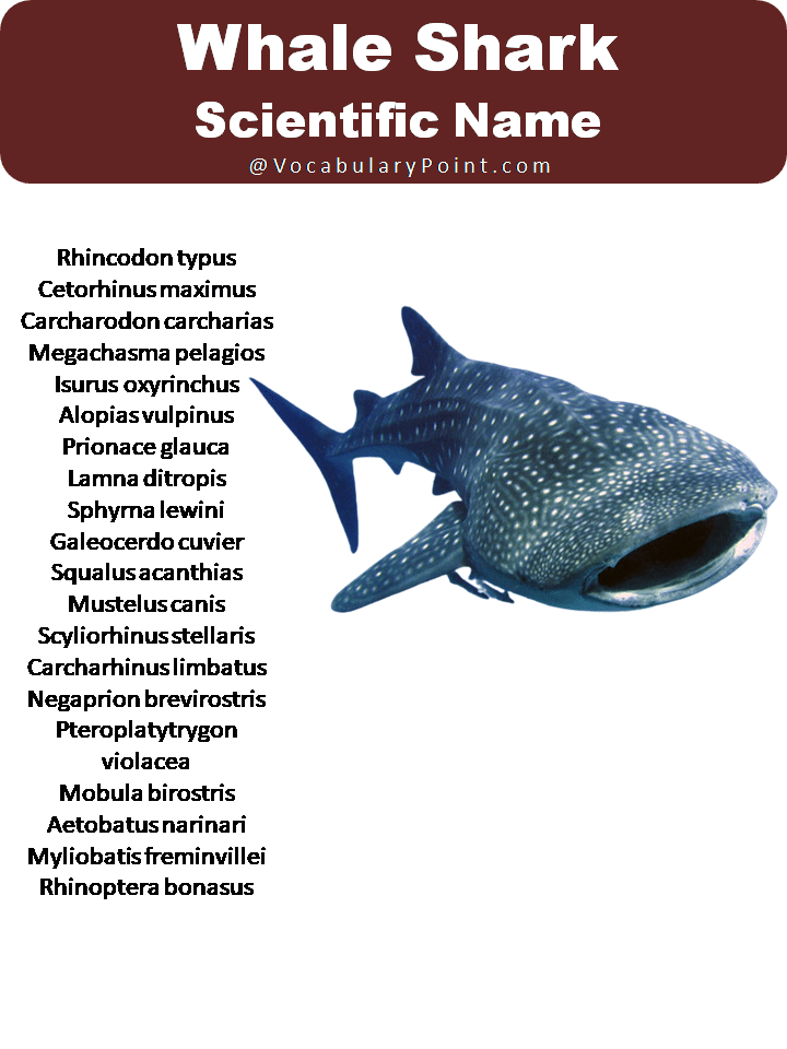 Whale Shark Scientific Name