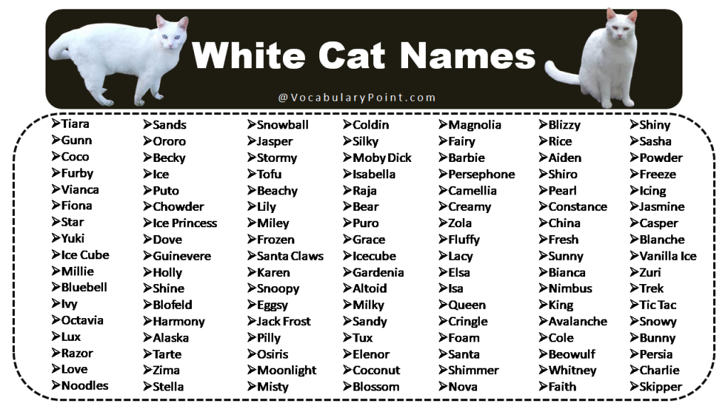 150 Fluffy White Cat Names Cute Funny And Best Vocabulary Point