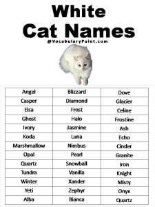 500+ Most Popular Cat Names in English - Vocabulary Point