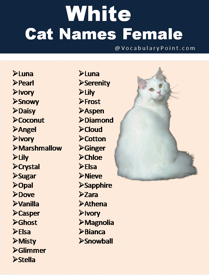 150-fluffy-white-cat-names-cute-funny-and-best-vocabulary-point