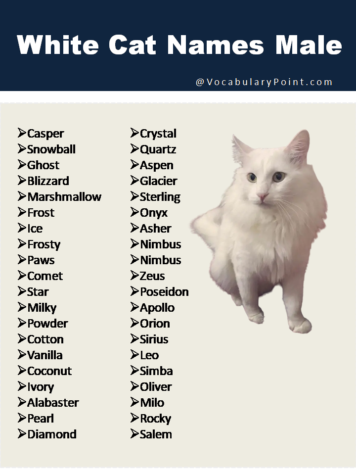 White Cat Names Male