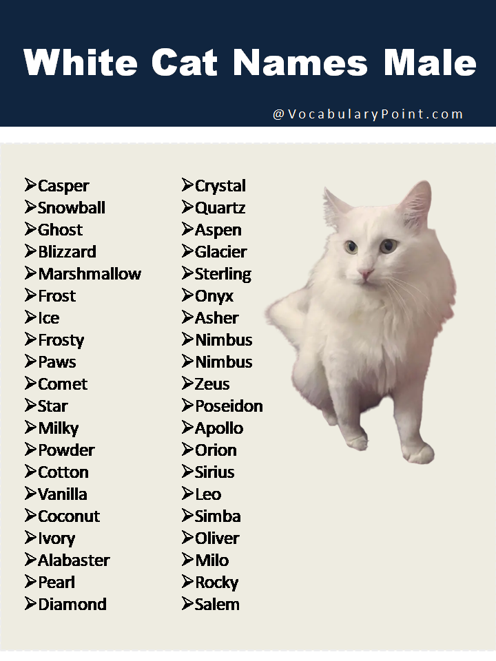 Funny Black And White Cat Names Male