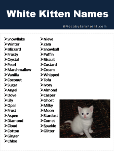 150+ Fluffy White Cat Names : Cute, Funny and Best - Vocabulary Point