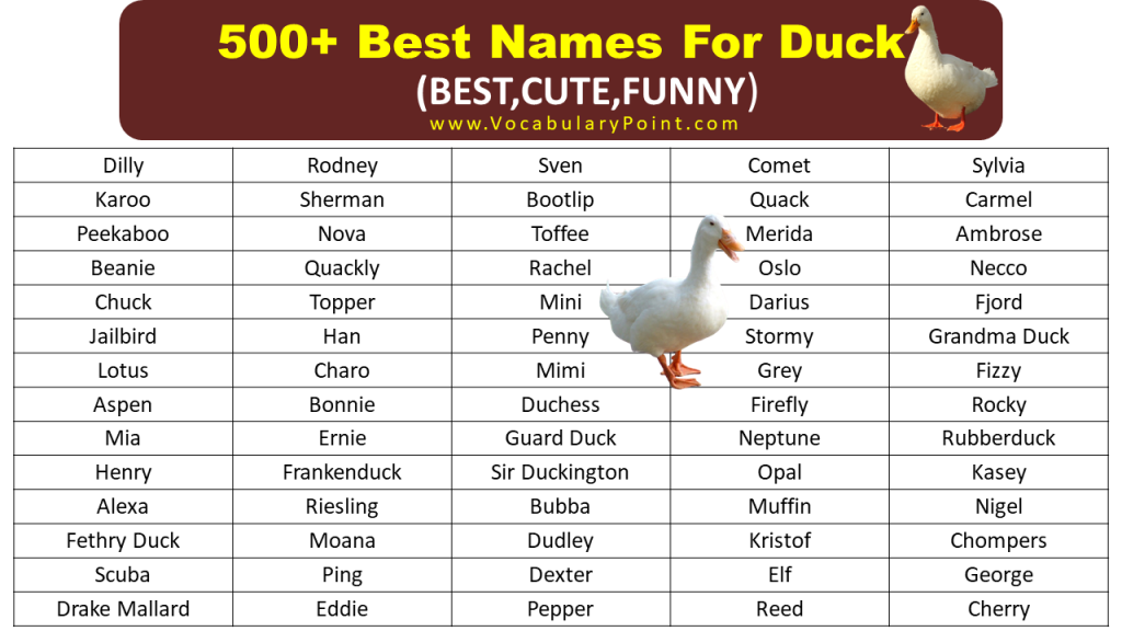 List Of Best Funny Duck Names Vocabulary Point list-of-best-funny-duck-names-vocabulary-point